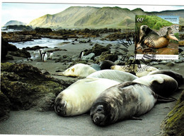 Australian Antarctic Territory 2010 Macquarie Island,Southern Elephant Seals,maximum Card - Maximum Cards