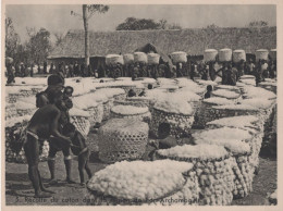 AFRIQUE /  TCHAD / RECOLTE DU COTON / REGION DE FORT ARCHAMBAULT - Non Classés