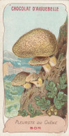 PLEUROTE Du CHÊNE Chromo Format 10,5 X 5,5 Chocolatrie D'Aiguebelle - Mushrooms