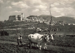 ITALIE - Assise - Vue Panoramique - Carte Postale - Other & Unclassified