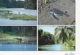 COSTA RICA, MULTIVUE, PARQUE NACIONAL TORTUGUERO, CANALES, PEQUENA TORTUGA VERDE COULEUR REF 13709 STV - Costa Rica