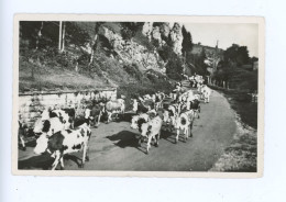 SOMBACOUR LE COL DES ROCHES LA DESCENTE DU TROUPEAU DE VACHES CARTE PHOTO - Sonstige & Ohne Zuordnung