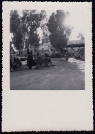 Jolie Photographie Prise à El Hamma (Tunisie) En 1952, 6,1 X 8,8 Cm - Ohne Zuordnung