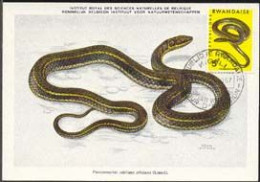 RWANDA(1967) African Sand Snake. Maximum Card With First Day Cancel. Scott No 199, Yvert No 196. - Autres & Non Classés