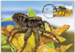 Portugal & Maximum Card, Azores Terrestrial Fauna, Azores Wolf Spider 2023 (97993) - Spinnen