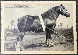 Vive-St-Bavon Cheval Fil D'Or De Hoves 1er Prix, Bruxelles 1932 Prop H VANDENHENDE CP édit. Le Sillon Belge La Hulpe - Wielsbeke