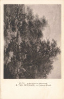 PEINTURES & TABLEAUX - J. Van Ruysdael - Coin De Forêt - Carte Postale Ancienne - Paintings