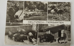 Delitzsch, Tiergarten, Zoo, DDR, 1984 - Delitzsch