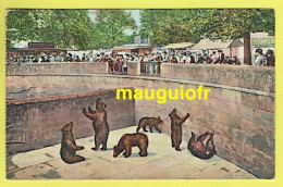 ANIMAUX / OURS / PARC ZOOLOGIQUE, ZOO DE BERNE EN SUISSE : LA FOSSE AUX OURS / ANIMÉE - Ours