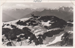 E1620) Blick Vom HUNDSTEIN Gegen Die Hohen Tauern - Salzburg - Mit Wildtier Am Berg ALT ! - Saalfelden