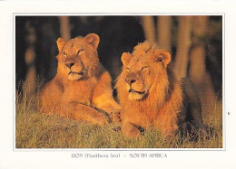 AK 191976 LION / LÖWE - South Africa - Lions