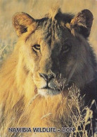 AK 191985 LION / LÖWE - Namibia - Lions