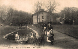 K0301 - LYON - D69 - Parc De La Tête D'Or - Les Cygnes - Lyon 6