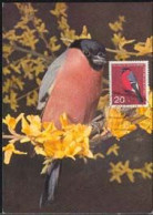 GERMANY(1963) Bullfinch. Maximum Card With First Day Cancel. Scott No B390, Yvert No 275. - 1961-1980