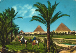 GIZA, PYRAMIDS, CAMELS, EGYPT - Guiza