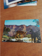 515 //  DEER AT GRAND CANYON / ARIZONA - Gran Cañon