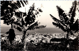 4-1-2024 (4 W 20) (b/w) Spain - Santa Cruz De Tenerife (palm Trees) - Arbres