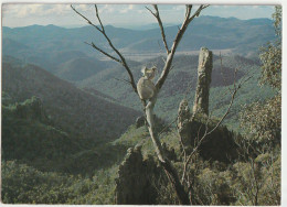 Australia NEW SOUTH WALES Koala Breadknife WARRUMBUNGLE National Park Bartel 224 Postcard 1979 Pmk - Sonstige & Ohne Zuordnung