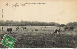 94 VILLECRESNES LA PRAIRIE TROUPEAU DE VACHES AU CHAMP - Villecresnes