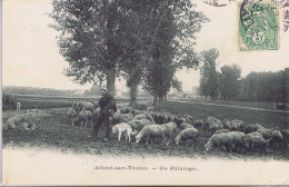 89 - Aillant-sur-Tholon (Yonne) - Un Pâturage - Aillant Sur Tholon