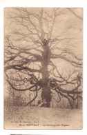 MONT BEUVRAY - Le Châtaignier Pépère - - Arbres