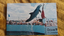 CPM DAUPHIN LOOPING SPECTACULAR LEAP OF THE AMAZING POPOISE AT OCEAN WORD FORT LAUDERDALE FLORIDA - Dolphins