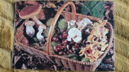 CPM PANIER DE CHAMPIGNONS PHOTO FRANCIS DEBAISIEUX CEPES CHATAIGNES PIEDS DE MOUTON GIROLLES AUTOMNE PRES BOIS - Champignons