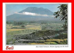 CPSM/gf BALI (Indonésie)  Rice Field Terraces. Mount Agung On The Back.*2415 - Indonésie