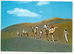 CARAVANA DE CAMELLOS / CAMELS CARAVAN.-  LANZAROTE / ISLAS CANARIAS.- ( ESPAÑA ). - Lanzarote