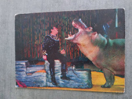 SOVIET CIRCUS. 1979. Hippo - Trainer Isaakyan - Flusspferde