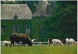 Muzillac Parc Zoologique Du Château De Branfere Taureau Watusi Et Daims Blancs - Muzillac