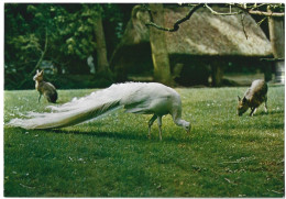 Muzillac Parc Zoologique Du Château De Branfere Paon Blanc Et Maras - Muzillac