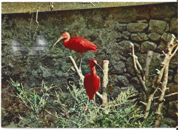 Muzillac Parc Zoologique Du Château De Branfere Ibis Rouges - Muzillac