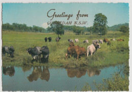 Australia NEW SOUTH WALES Brahman Bulls Cattle Farm Greetings From GUNNEDAH Murray Views W560 Postcard C1970s - Autres & Non Classés