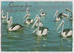 Australia NEW SOUTH WALES NSW Pelicans Greetings From BRUNSWICK HEADS Murray Views W517 Postcard C1970s - Altri & Non Classificati