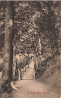 IRLANDE - Colwyn Bay - Dans Les Bois - Carte Postale Ancienne - Andere & Zonder Classificatie