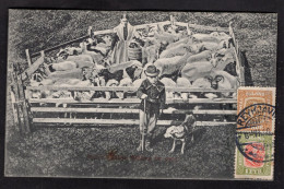 ISLANDA - REYKJAVIK - MJALRIR I KOIUM - MILKING THE EWES - CARTOLINA FP SPEDITA NEL 1919 - Islande