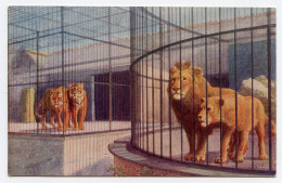 Lions And Tigers In The Lion House.zoological Gardens London. - Lions