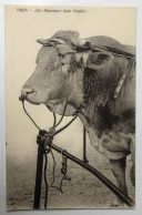 CPA Beau Taureau Vache - Un Monsieur Bien Ficelé - Phototypie Co Neuchâtel - Stieren