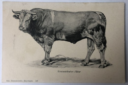 CPA Précurseur - Beau Taureau Vache - Simmenthaler Stier - Chr. Brennenstuhl Meyringen - Bull
