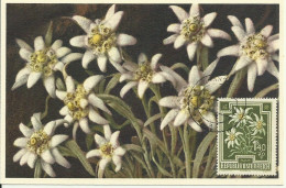 Carte Maximum - Austria - Autriche - Fleurs - Edelweiss - Etoile Des Glaciers - Leontopodium Alpinum - Maximumkaarten