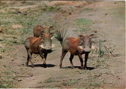 MOÇAMBIQUE - GORONGOSA - Javalis - Mosambik