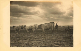 Scène Agricole , Attelage à Boeufs * Carte Photo * Agriculture * Labour Labourage - Otros & Sin Clasificación