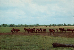 MOÇAMBIQUE - GORONGOSA - Mozambique