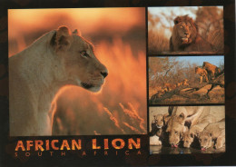 CPM - F - SOUTH AFRICA - AFRICAN LION - Lions