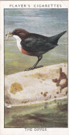 Wild Birds 1932 - Original Players Cigarette Card - 10 The Dipper - Player's