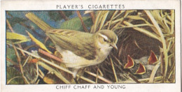 Wild Birds 1932 - Original Players Cigarette Card - 5 Chiff Chaff & Young - Player's