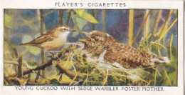 Wild Birds 1932 - Original Players Cigarette Card - 7 Young Cuckoo With Sedge Warbler Foster Mother - Player's