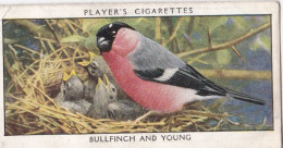 Wild Birds 1932 - Original Players Cigarette Card - 2 Bullfinch & Young - Player's