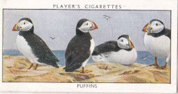 Wild Birds 1932 - Original Players Cigarette Card - 30 Puffins - Player's